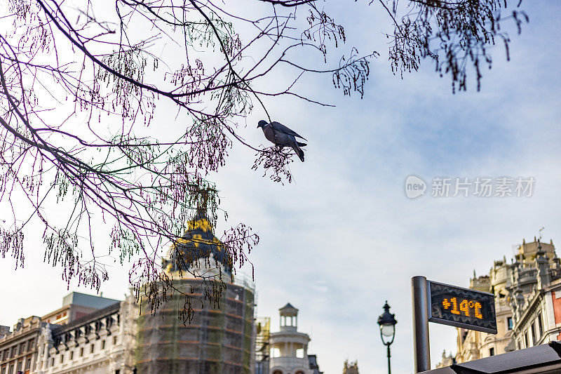 鸽子栖息在马德里Gran Vía的一棵树枝上，旁边是正在修复和修复的标志性大都市建筑。